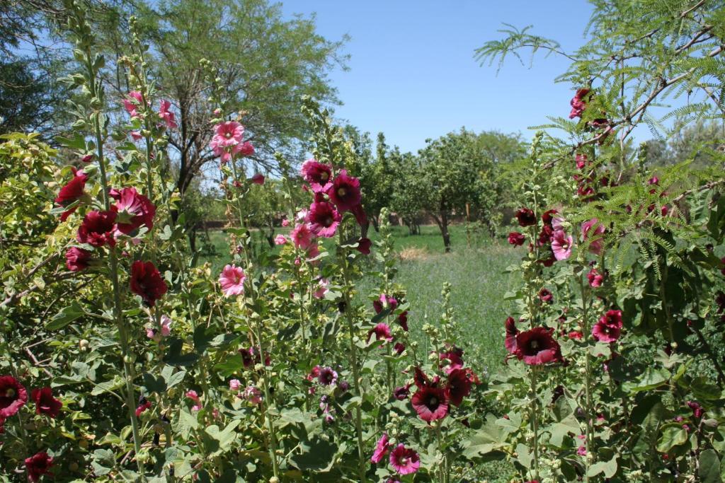 Quinta Adela Bed & Breakfast San Pedro de Atacama Kültér fotó